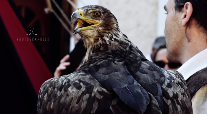 9520763636_ce4a3070b4_o